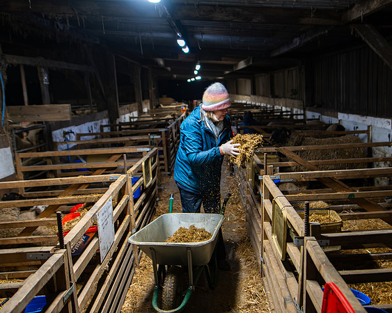 Lambing (103 of 111)
