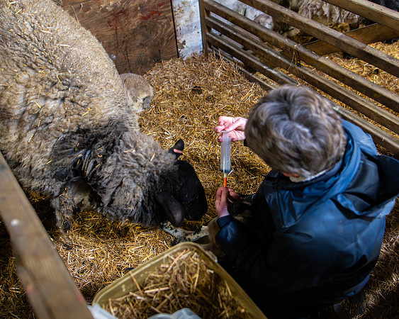 Lambing (97 of 111)