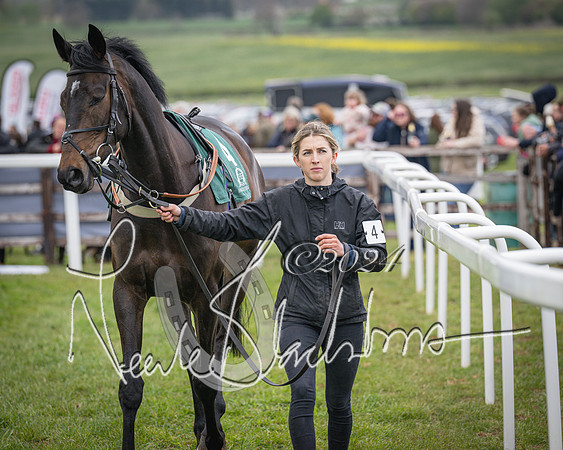 Race 2 - Tattersalls Cheltenham 4 year old Maiden (4 of 85)