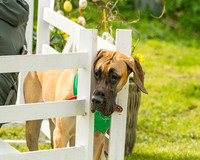 Best in Show (5 of 27)