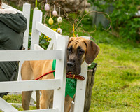 Best in Show (6 of 27)