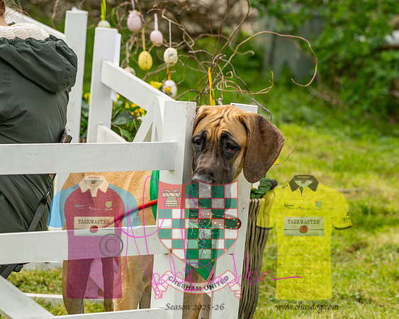 Best in Show (6 of 27)