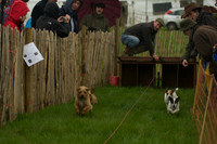 1 -Terrier Races 1