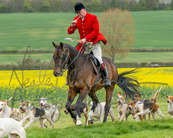Bicester Hound parade (5 of 14)