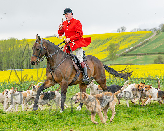 Bicester Hound parade (7 of 14)