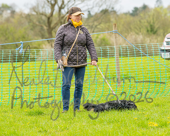 Bicestr Dog Show (1 of 399)