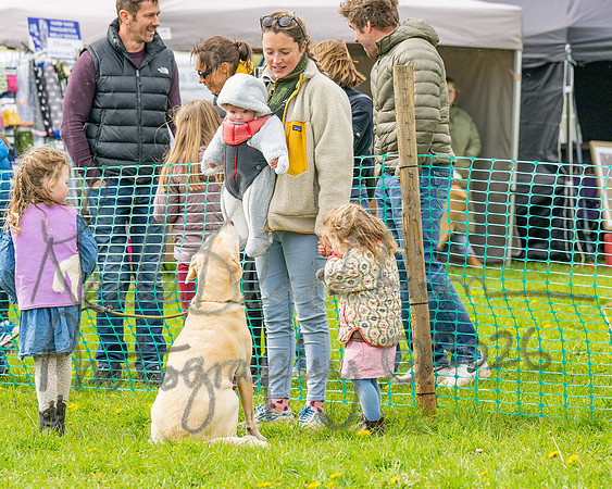 Bicestr Dog Show (2 of 399)