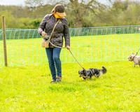 Bicestr Dog Show (3 of 399)