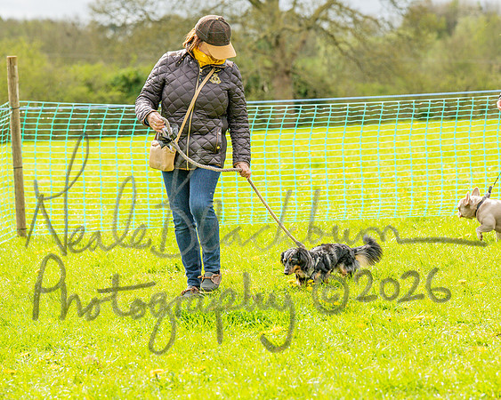 Bicestr Dog Show (3 of 399)