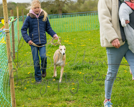 Bicestr Dog Show (8 of 399)