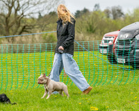 Bicestr Dog Show (10 of 399)