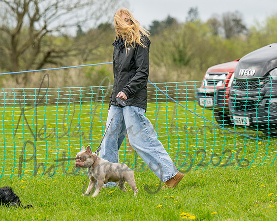 Bicestr Dog Show (10 of 399)