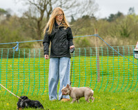 Bicestr Dog Show (11 of 399)