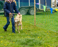 Bicestr Dog Show (12 of 399)