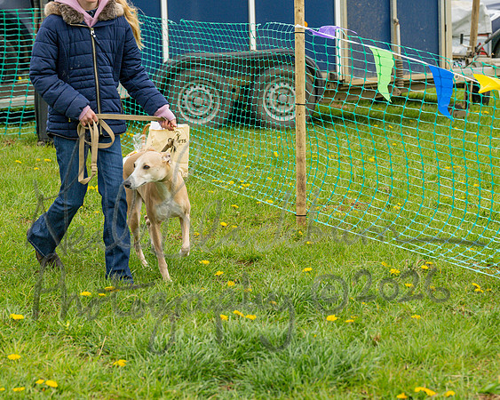Bicestr Dog Show (12 of 399)