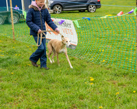 Bicestr Dog Show (13 of 399)