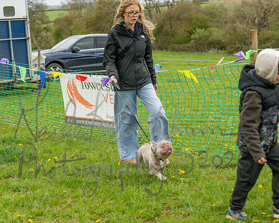 Bicestr Dog Show (16 of 399)