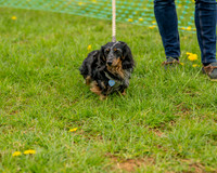 Bicestr Dog Show (20 of 399)