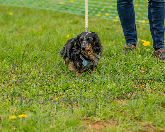 Bicestr Dog Show (20 of 399)