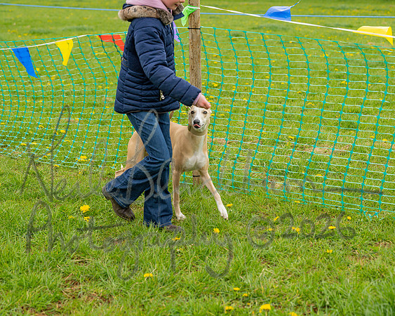Bicestr Dog Show (21 of 399)