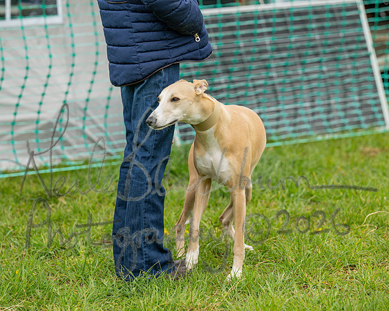 Bicestr Dog Show (30 of 399)