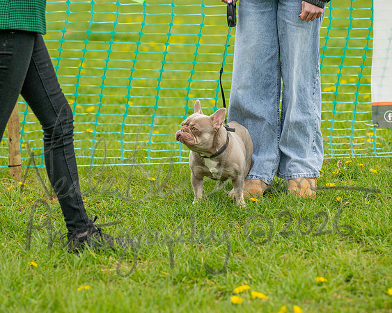 Bicestr Dog Show (29 of 399)