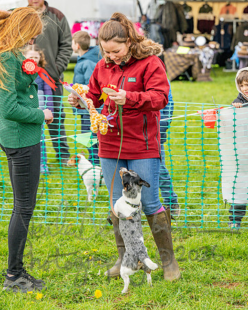 Bicestr Dog Show (50 of 399)