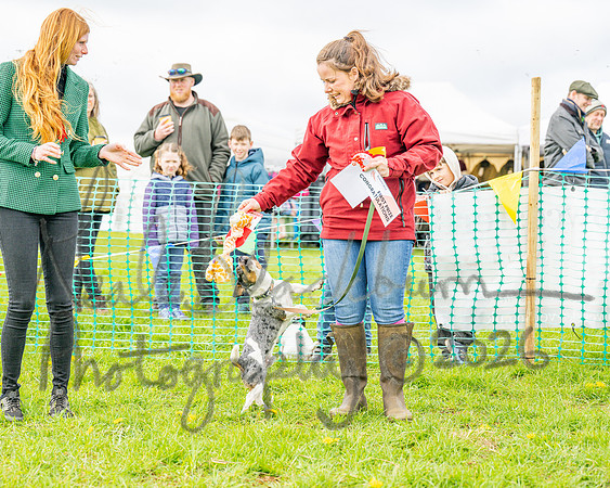 Bicestr Dog Show (54 of 399)