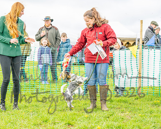 Bicestr Dog Show (55 of 399)