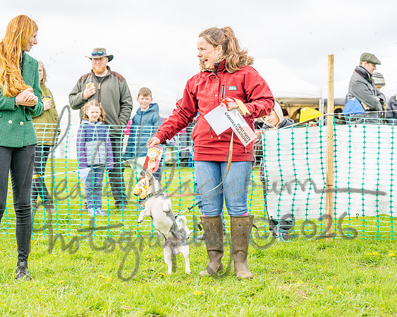 Bicestr Dog Show (56 of 399)