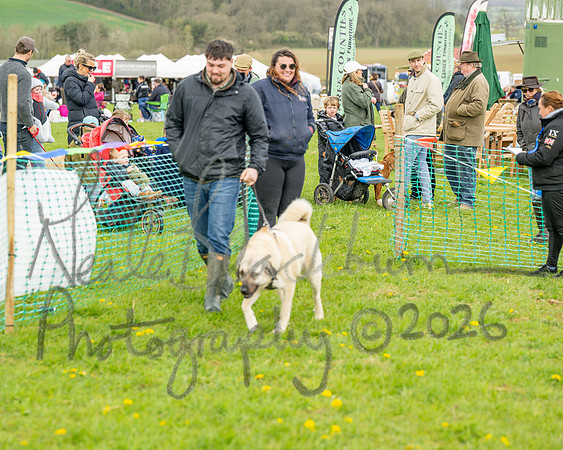 Bicestr Dog Show (59 of 399)