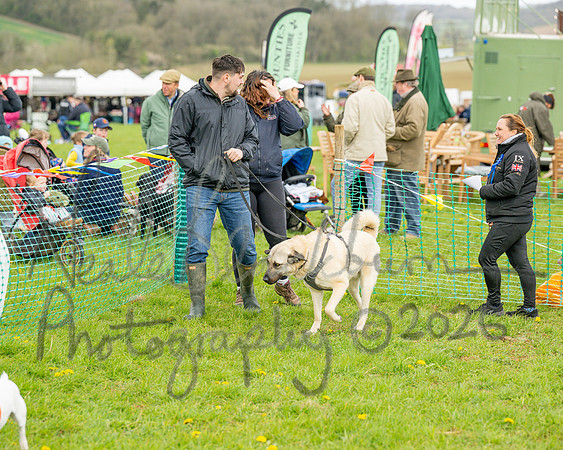 Bicestr Dog Show (58 of 399)