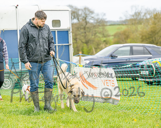 Bicestr Dog Show (66 of 399)