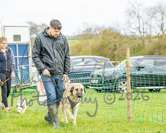 Bicestr Dog Show (67 of 399)