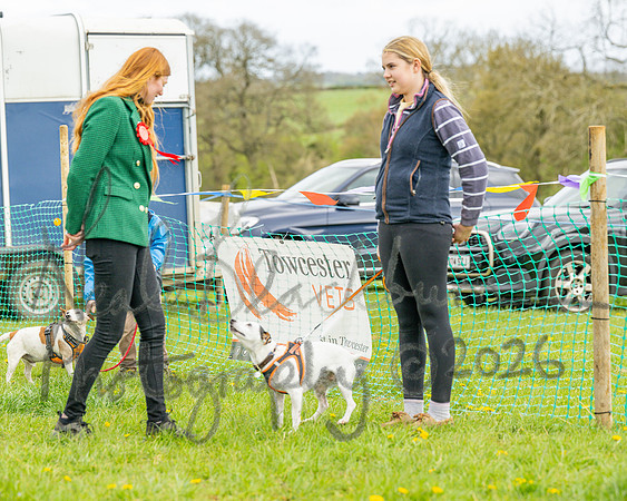 Bicestr Dog Show (72 of 399)
