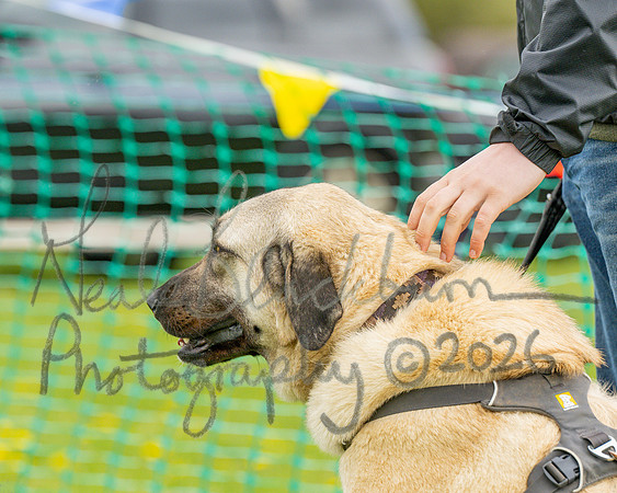 Bicestr Dog Show (76 of 399)