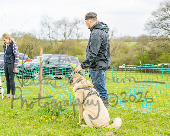 Bicestr Dog Show (74 of 399)