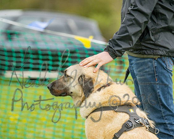 Bicestr Dog Show (75 of 399)