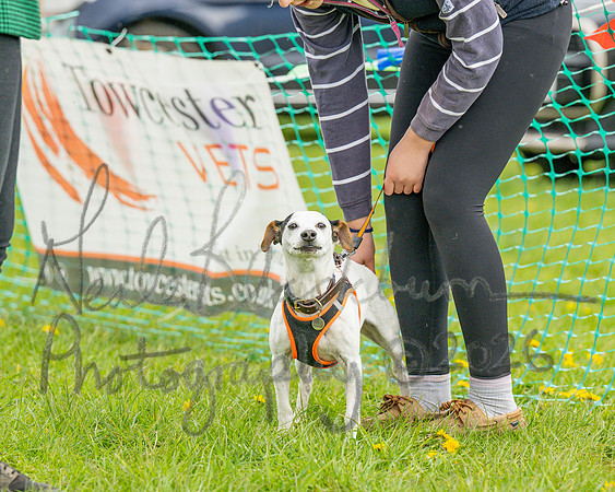 Bicestr Dog Show (77 of 399)
