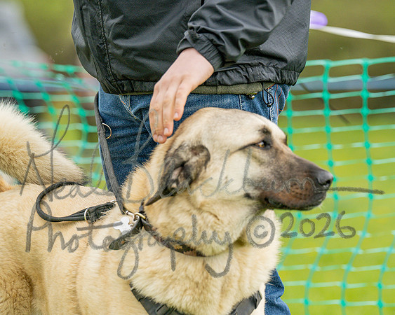 Bicestr Dog Show (79 of 399)