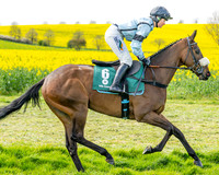 Race 2 - Young Horse Maiden 2m 5f (4 of 117)