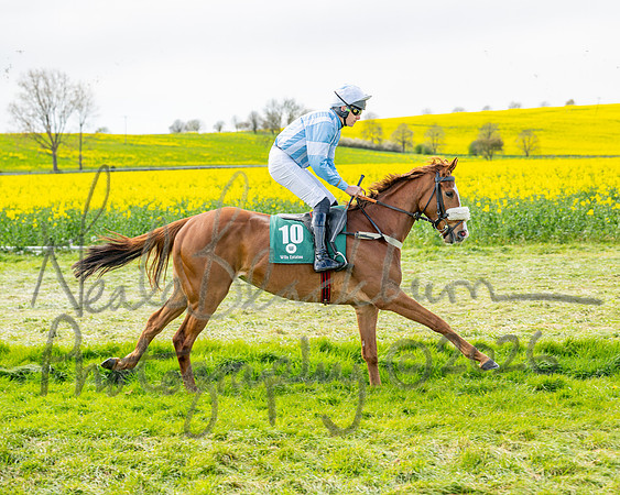 Race 2 - Young Horse Maiden 2m 5f (12 of 117)