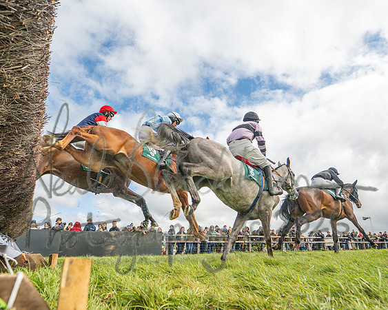 Race 2 - Young Horse Maiden 2m 5f (19 of 117)