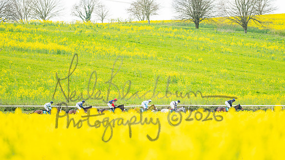 Race 2 - Young Horse Maiden 2m 5f (34 of 117)