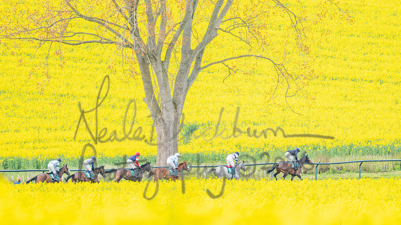 Race 2 - Young Horse Maiden 2m 5f (38 of 117)