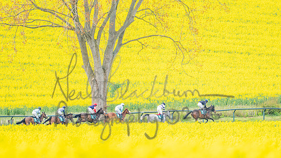 Race 2 - Young Horse Maiden 2m 5f (39 of 117)