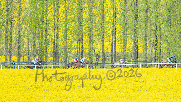 Race 2 - Young Horse Maiden 2m 5f (44 of 117)