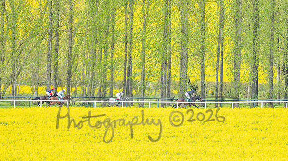 Race 2 - Young Horse Maiden 2m 5f (43 of 117)