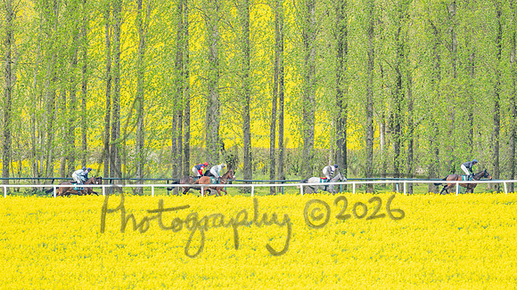 Race 2 - Young Horse Maiden 2m 5f (46 of 117)