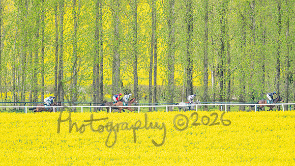 Race 2 - Young Horse Maiden 2m 5f (47 of 117)